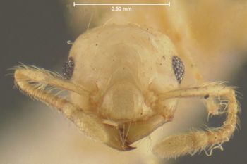Media type: image;   Entomology 9166 Aspect: head frontal view
